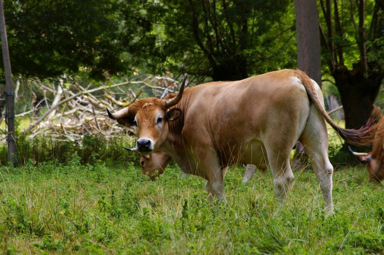 La viande maraîchine est mise à l&rsquo;honneur !